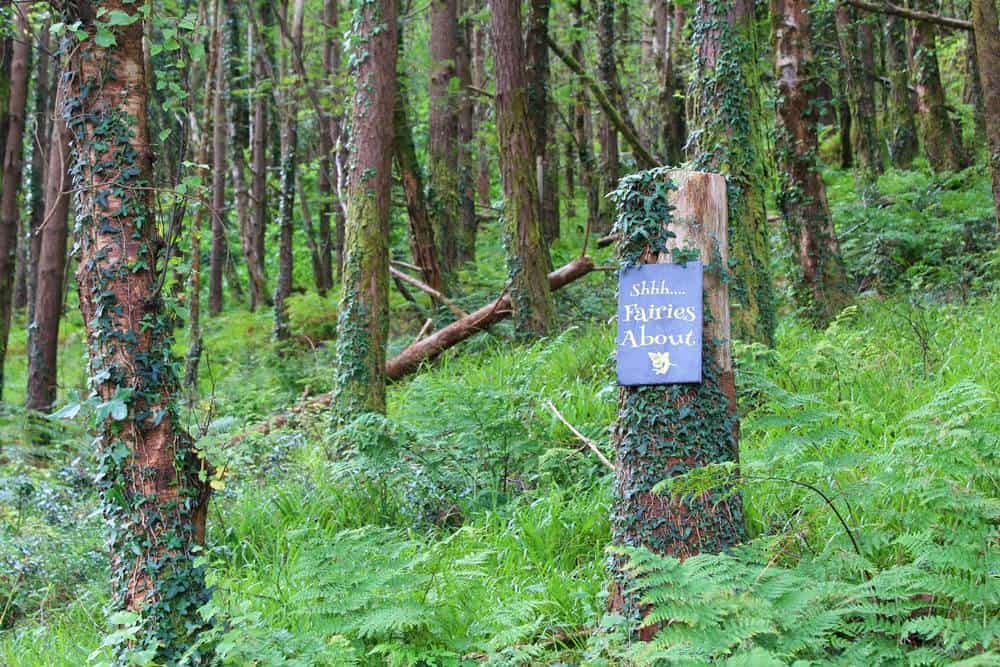 Fairy forest in Rossbeigh