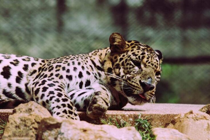 Dublin Zoo