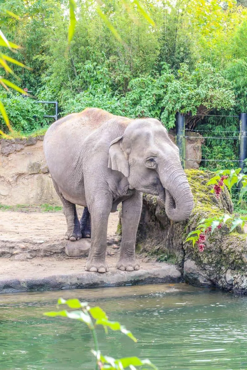 Dublin zoo elephant habitat