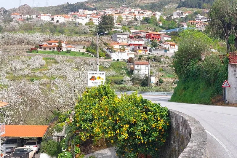 Citrus trees in the Douro Valley