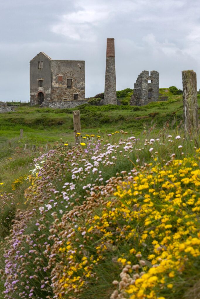 Copper coast Ireland. Historic stone building ruins with chimney and blooming wildflowers in foreground. Cloudy sky backdrop.