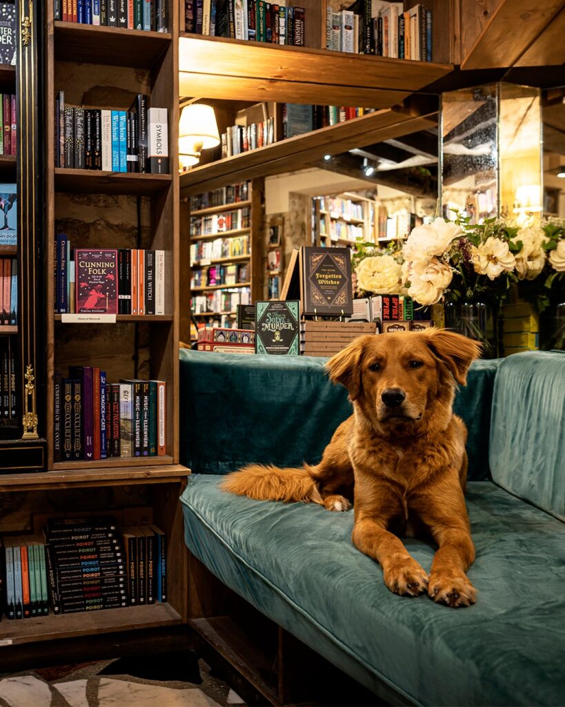 Dog lounging on a green velvet sofa in a cozy bookstore, surrounded by shelves of colorful books and flowers.
