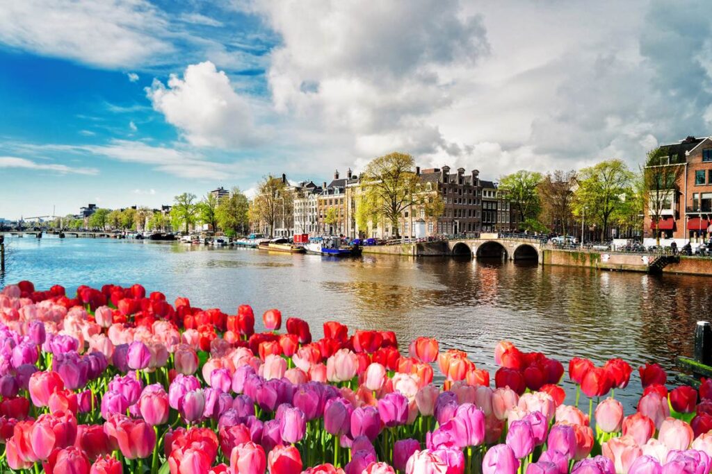 Colorful tulips blooming by Amsterdam canal, historic buildings and scenic sky in the background.