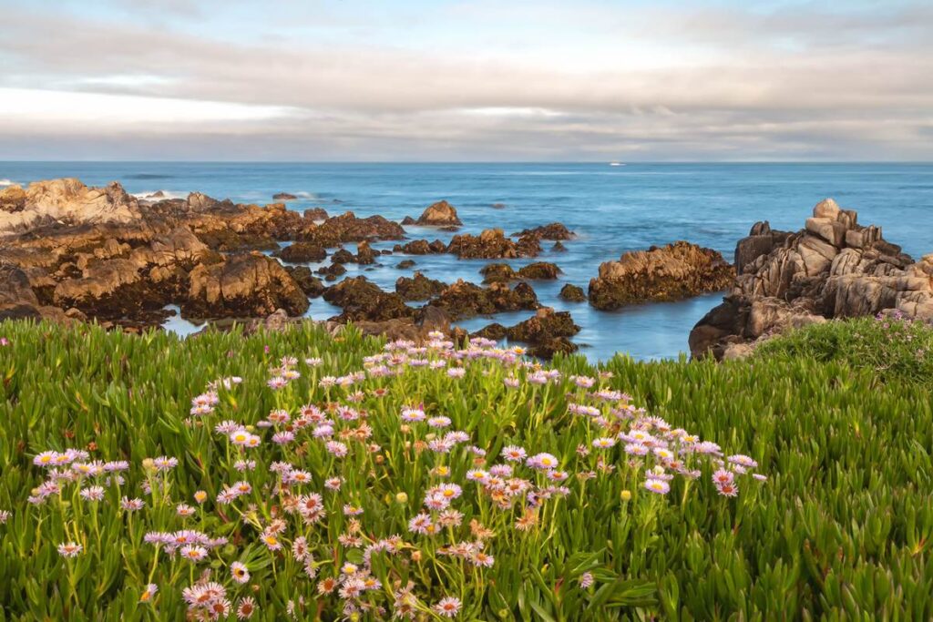 Coastal landscape with pink flowers, rocky shoreline, and calm blue ocean under a partly cloudy sky.