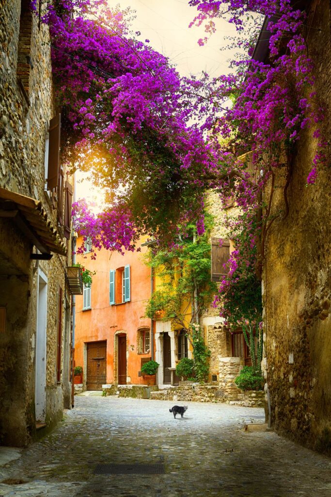 Charming cobblestone street with vibrant bougainvillea and rustic buildings, a black cat walks by.