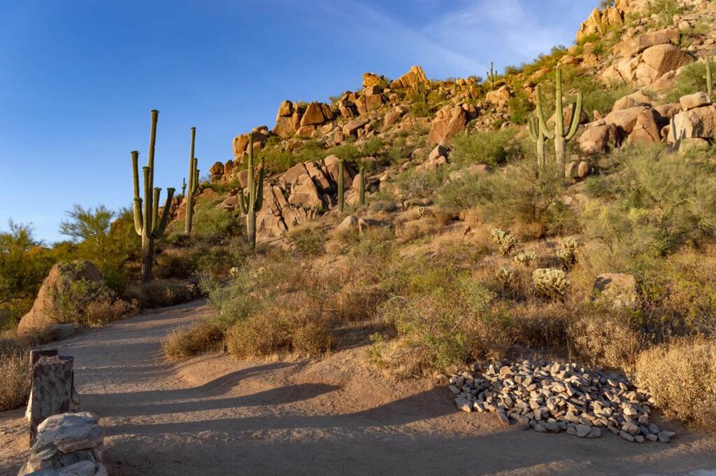 Desert landscape with rocky hills and tall cacti under a clear blue sky.
