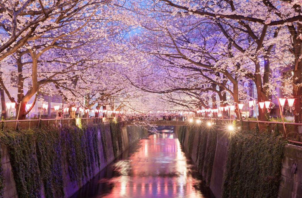 Cherry blossoms glowing over river at night, lined with pink lanterns in springtime Japan.