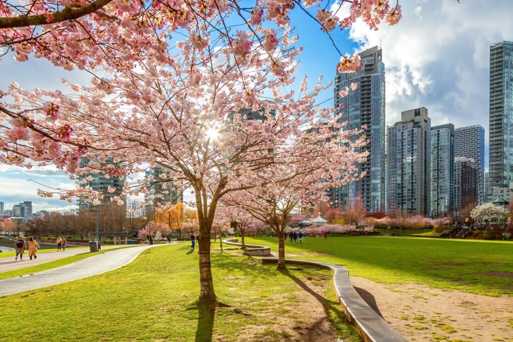 Cherry blossom trees in a city park with skyscrapers in the background under a sunny blue sky.