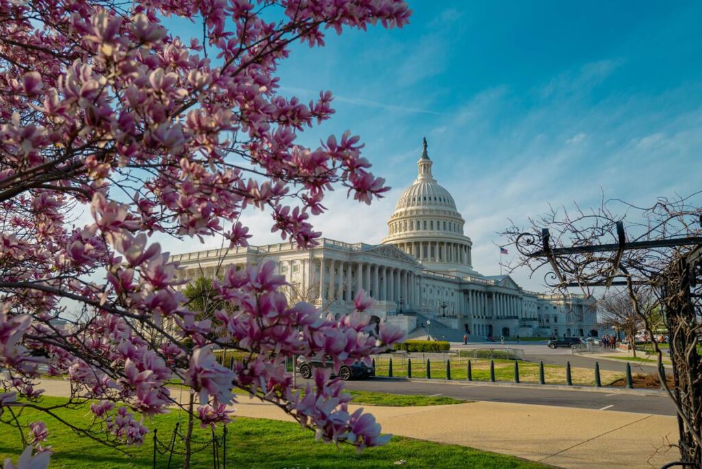 U.S. Capitol with blooming pink cherry blossoms on a sunny day, showcasing iconic architecture and spring scenery.